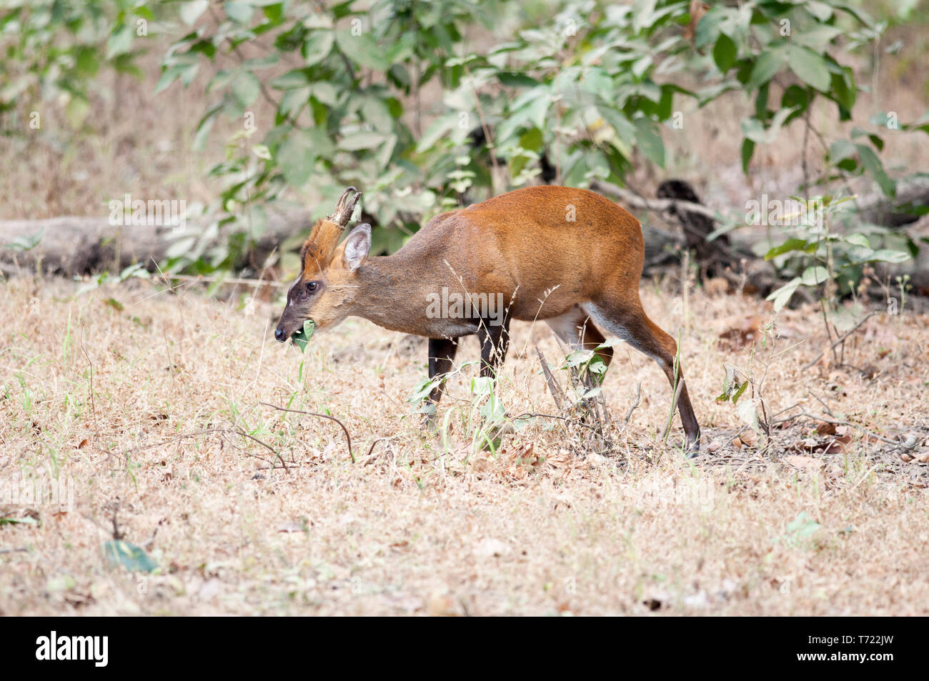 BARKING DEER IN ACTION Stock Photo Alamy
