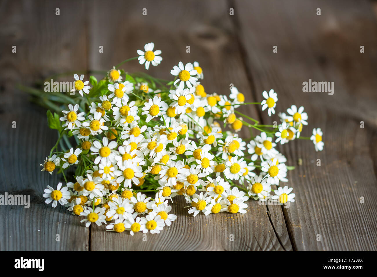 Bouquet of daisies. Pyrethrum Stock Photo
