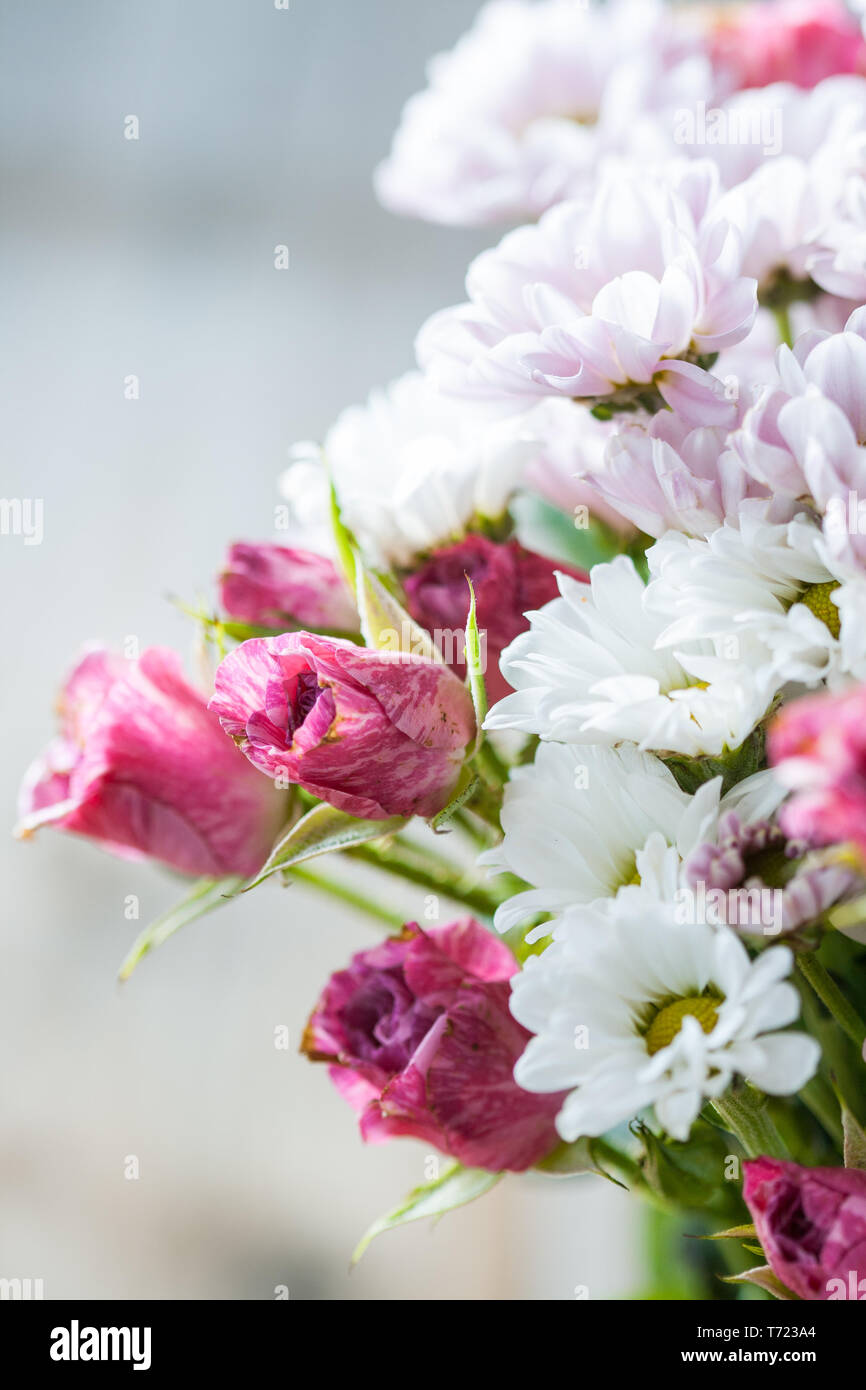 Flowers chrysanthemums and roses Stock Photo Alamy
