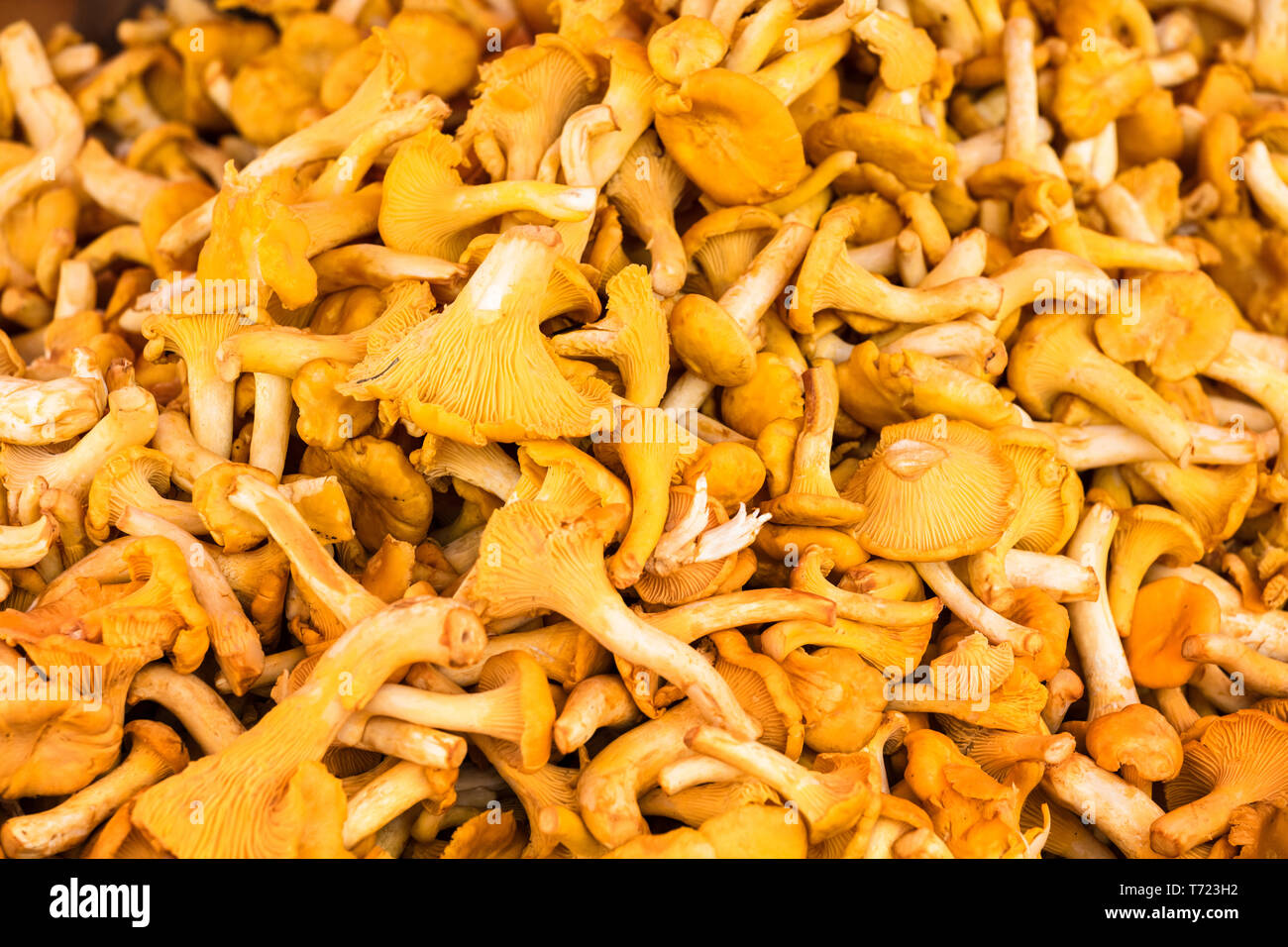 sale of mushrooms on farm market Stock Photo Alamy