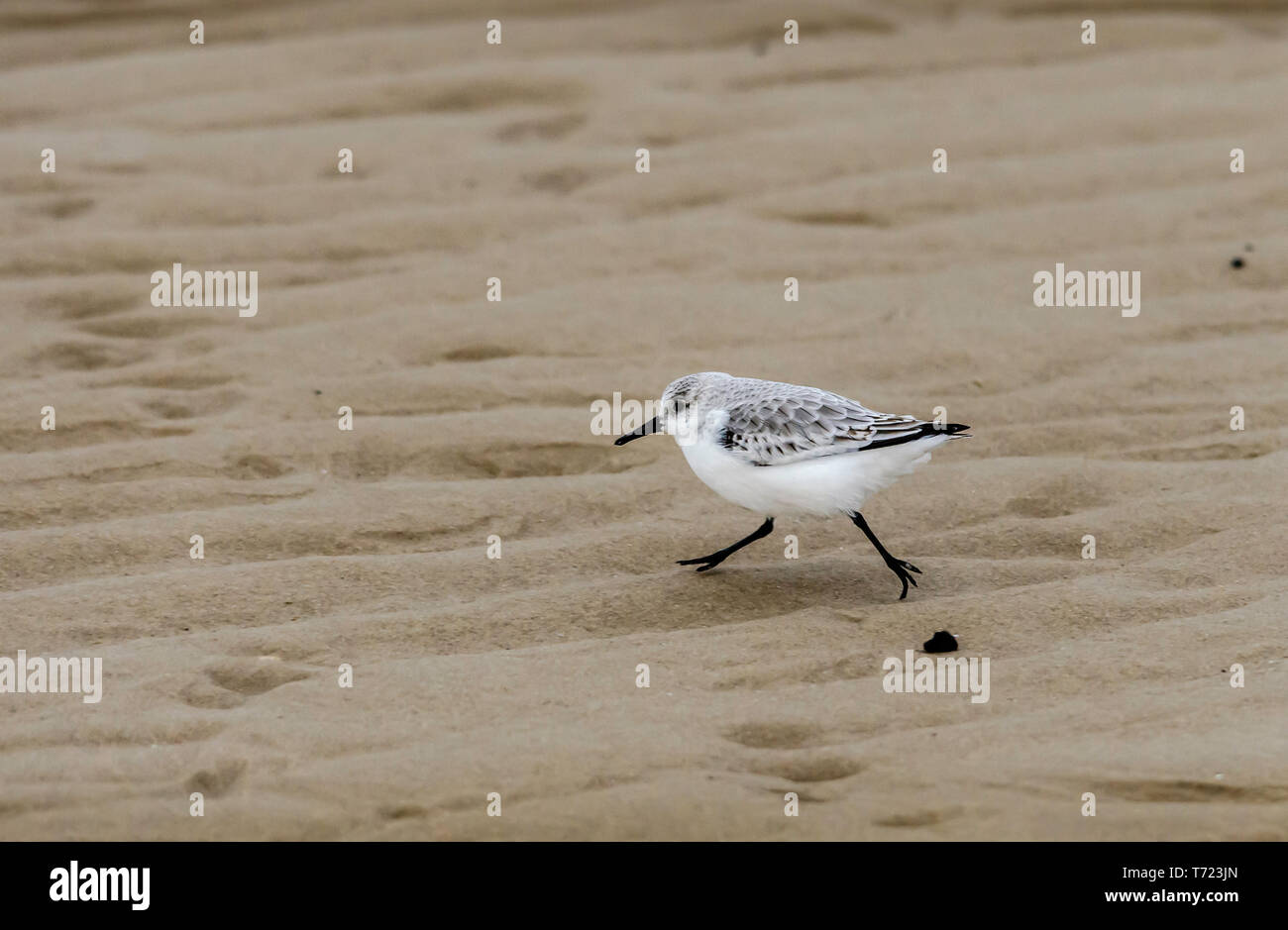 sanderlings winter plumage alone group Stock Photo
