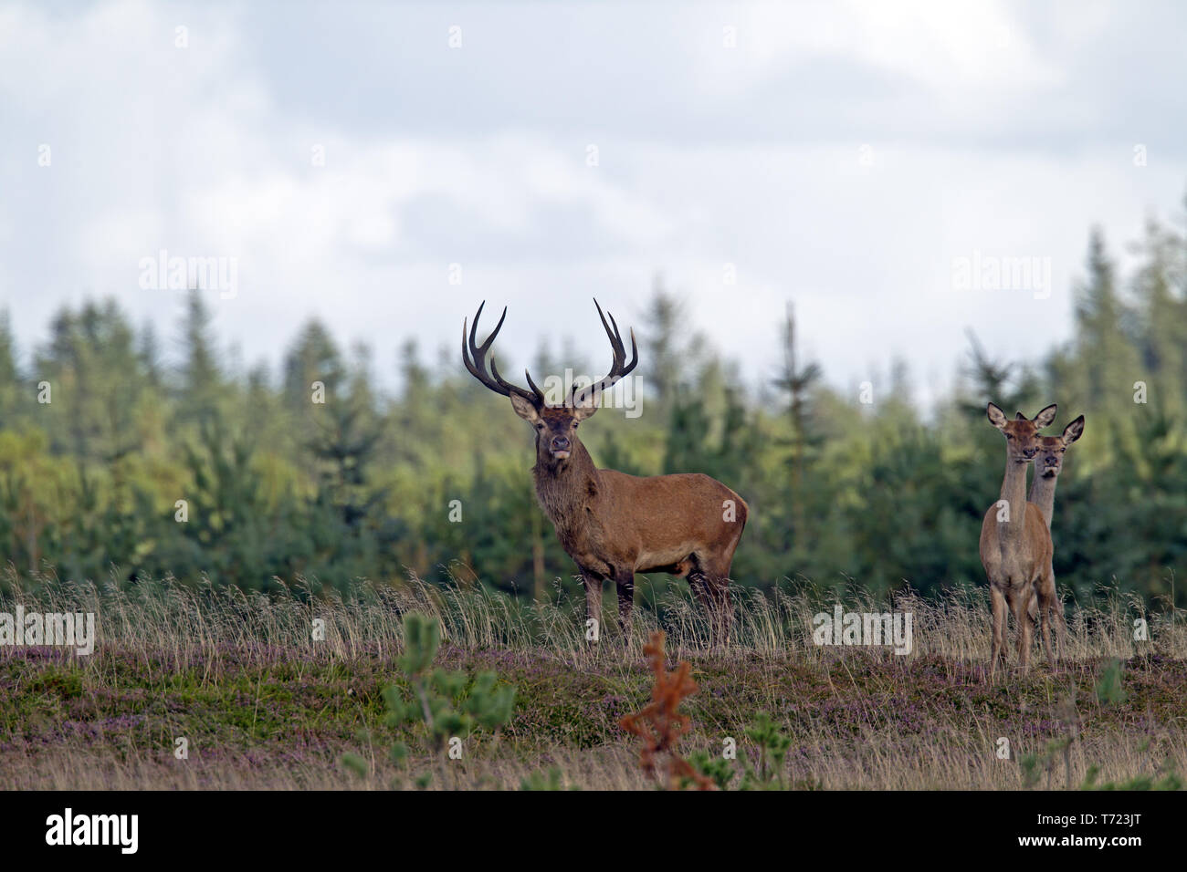 Red stag with hinds in the rut Stock Photo