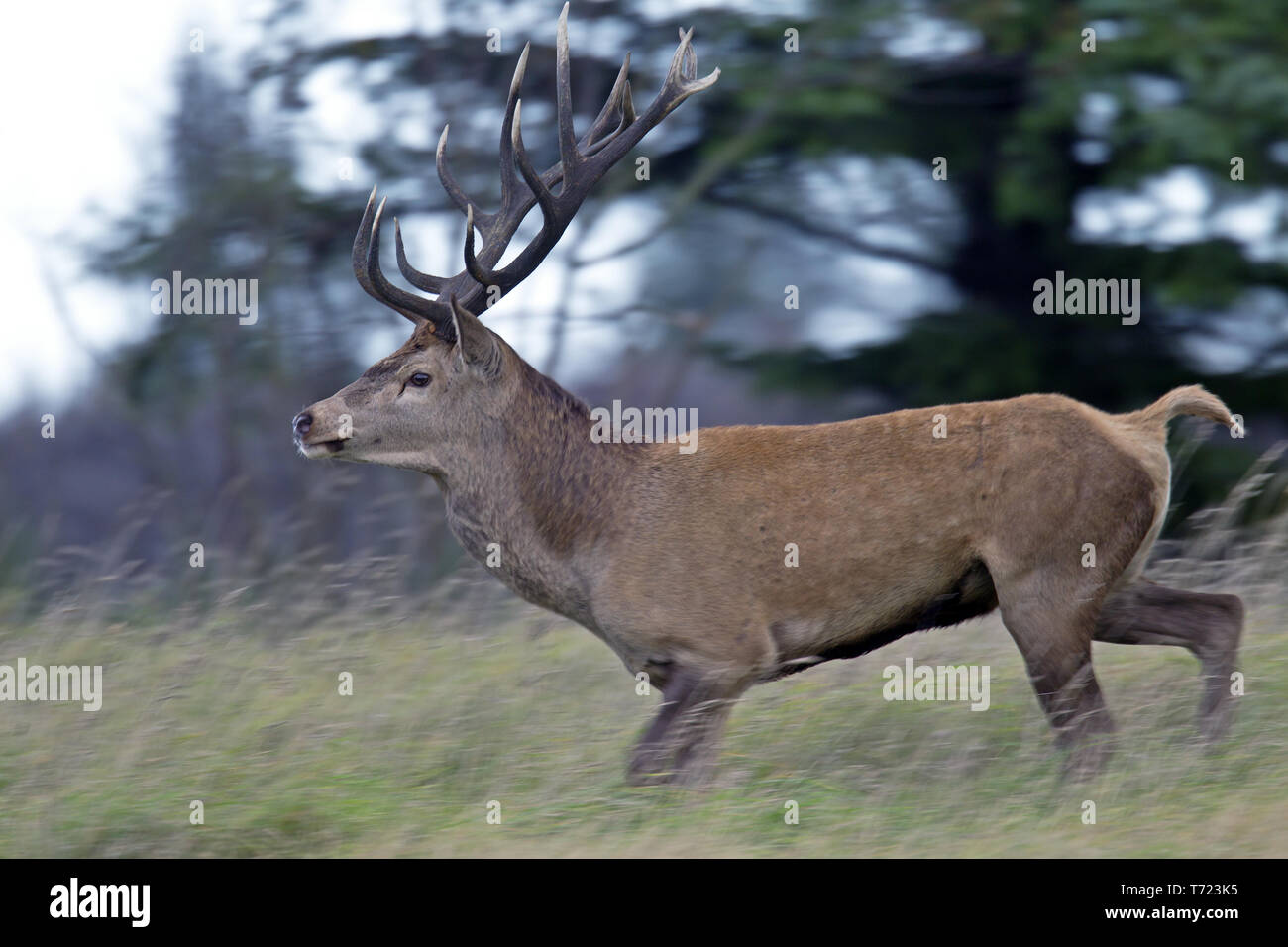 Red stag in the rut Stock Photo