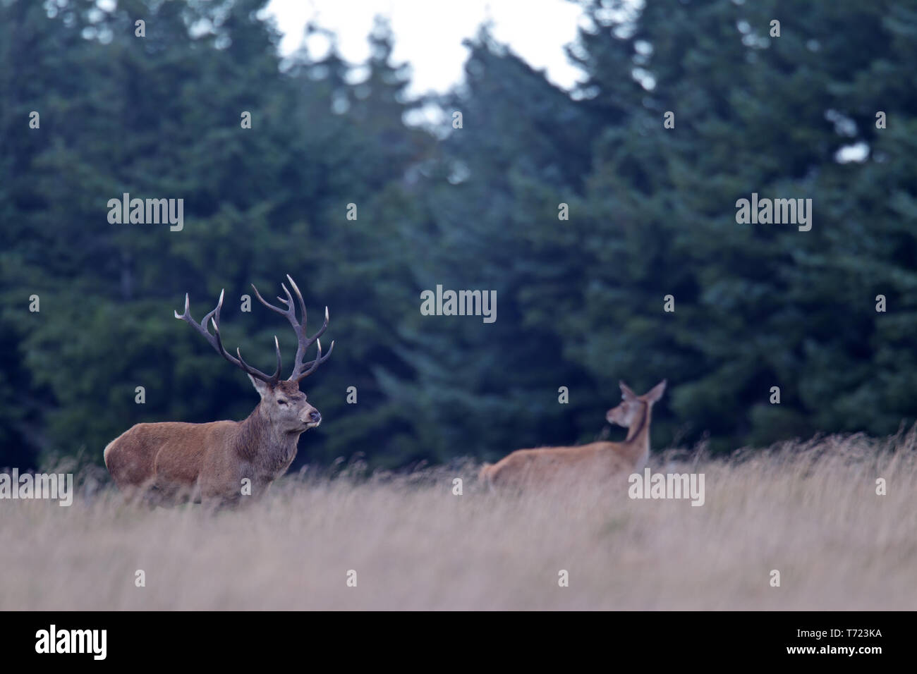 Red Deer male and female Stock Photo