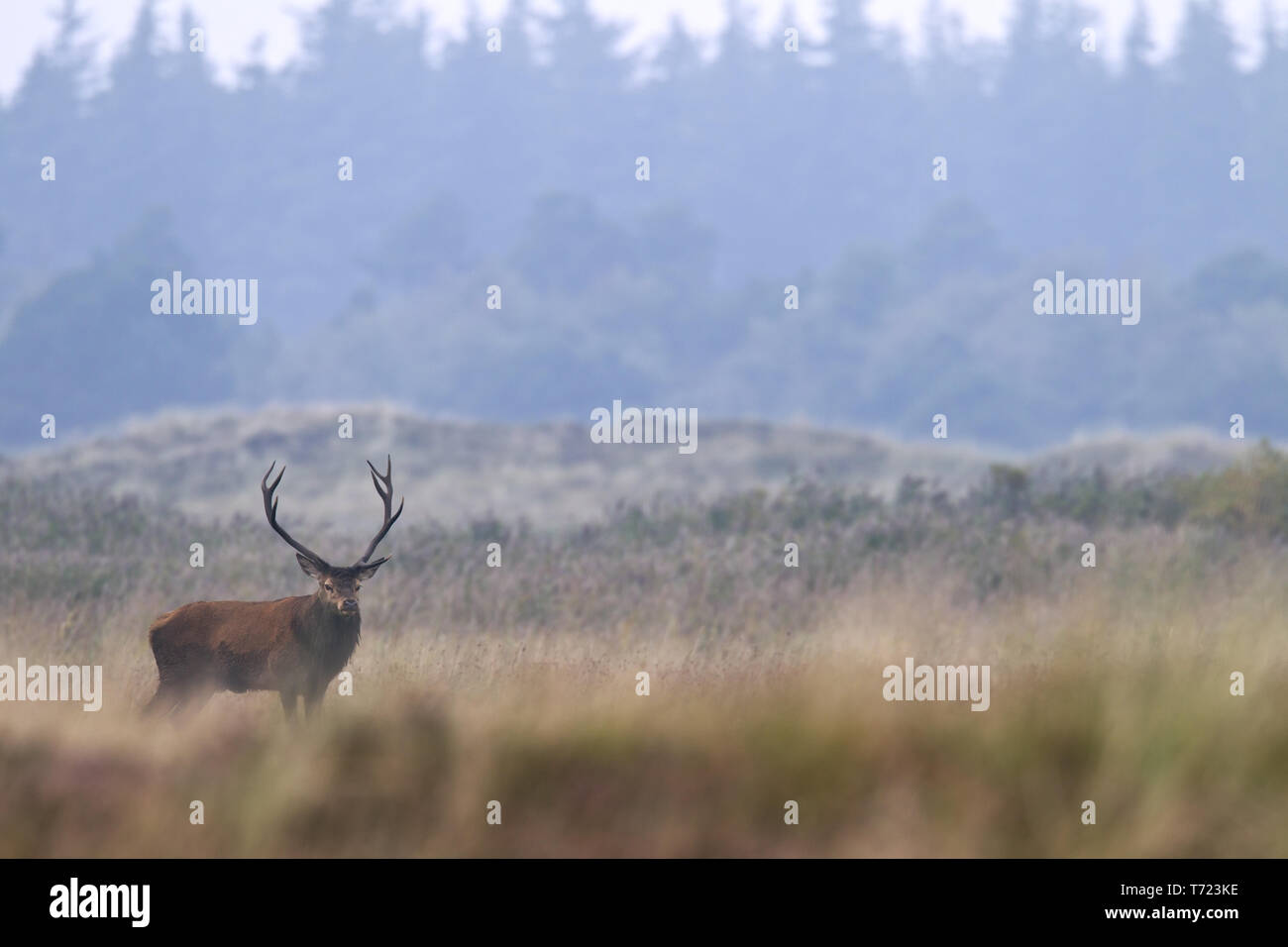 Red stag in the rut Stock Photo