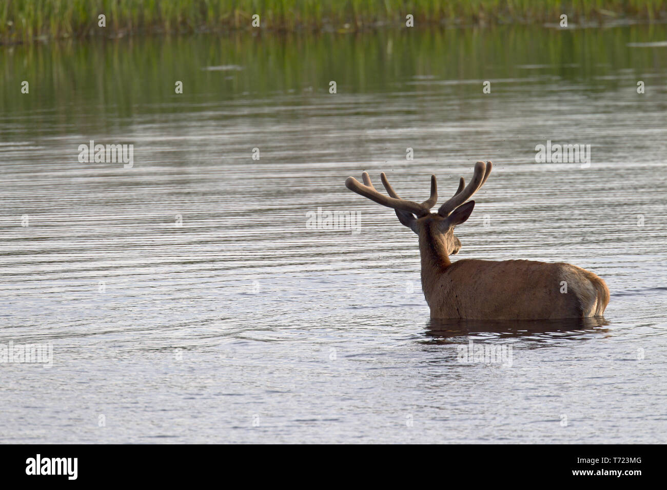 Red stag with velvet-covered antlers in a pond Stock Photo