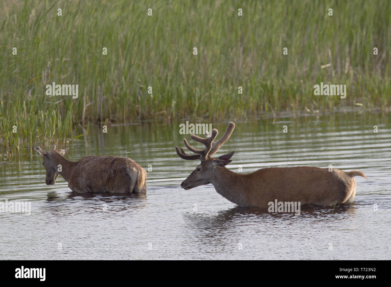 Red stags with velvet-covered antlers in a pond Stock Photo