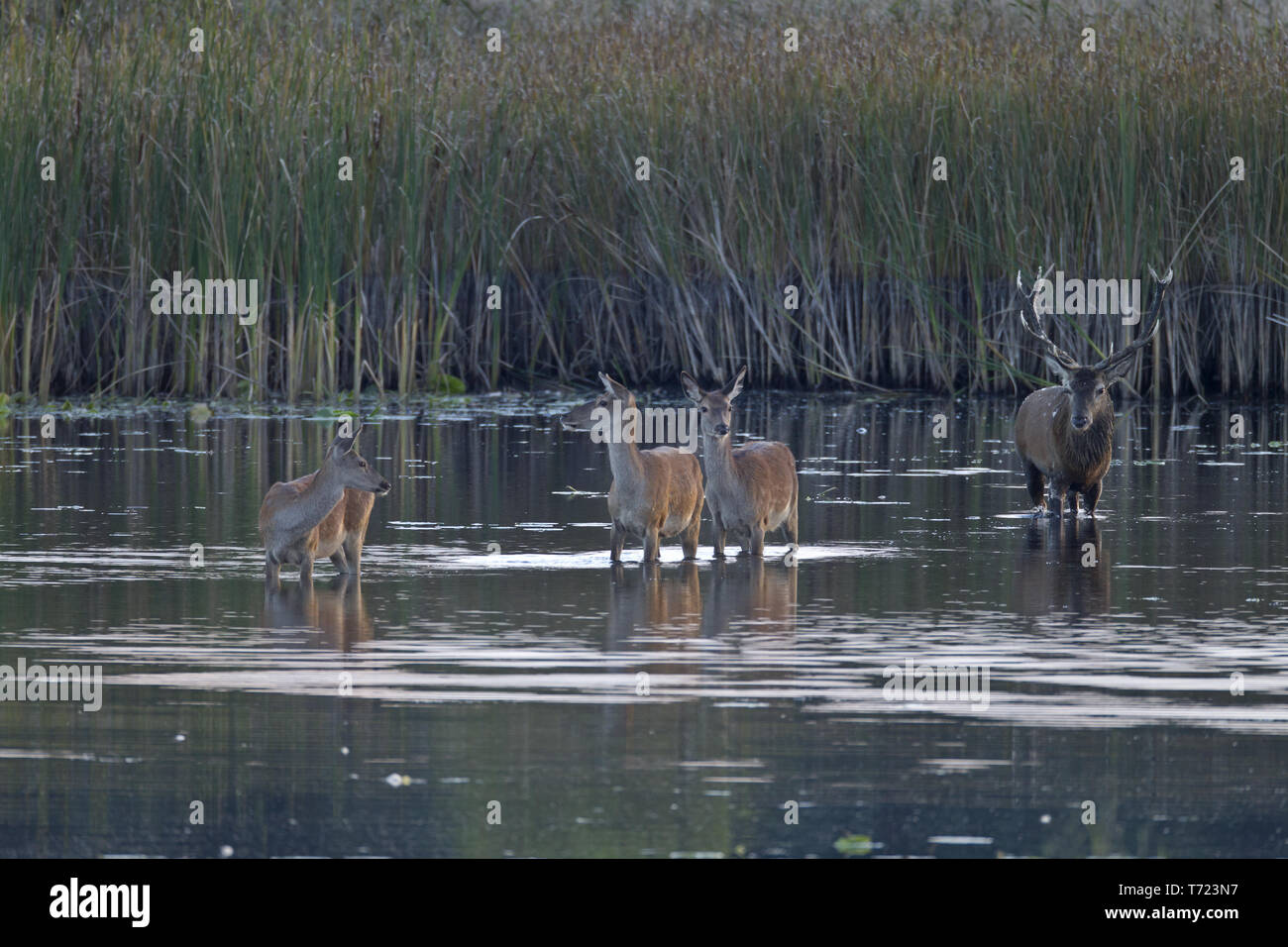 Red stag and hinds cross through a pond Stock Photo