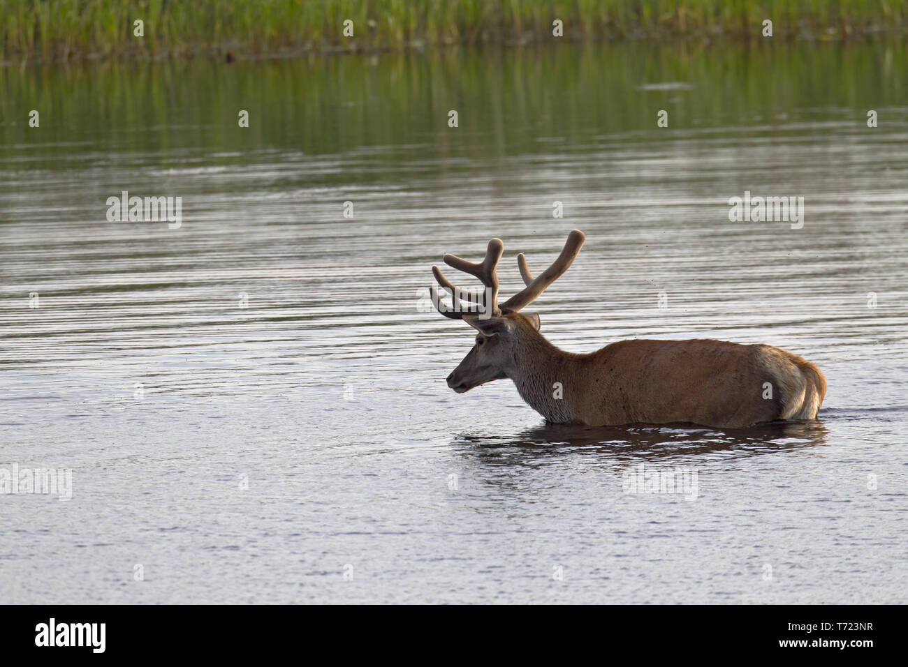 Red stag with velvet-covered antlers in a pond Stock Photo
