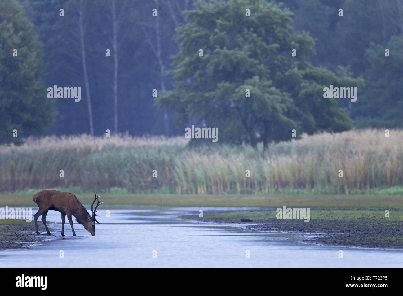 Red stag drinking Stock Photo - Alamy