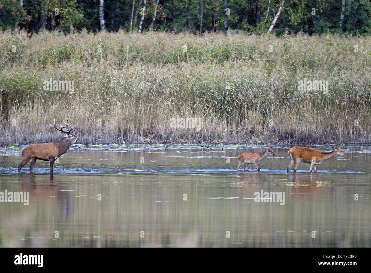 Red Deer male, female and calf in a pond Stock Photo