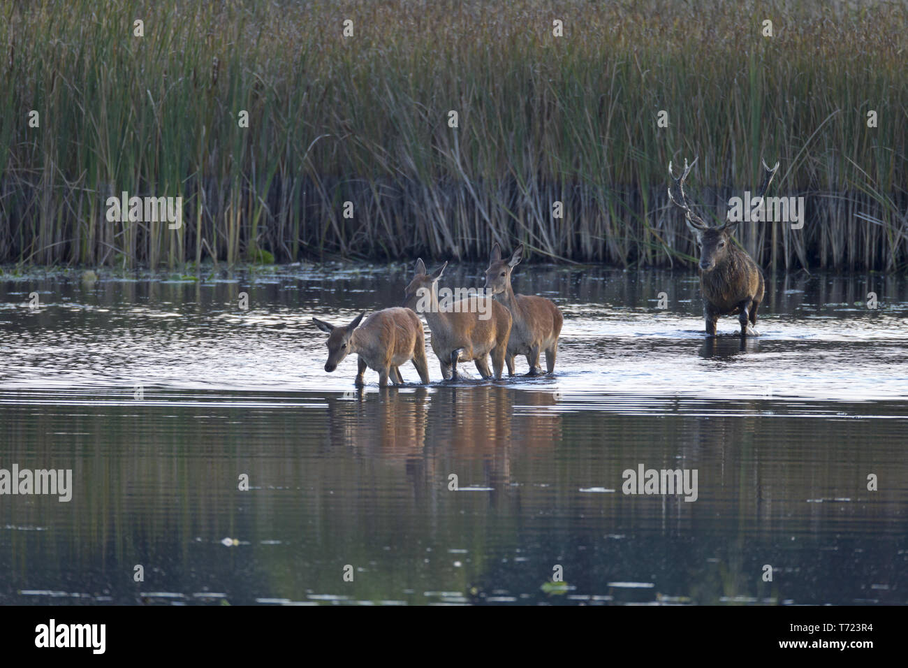 Red stag and hinds cross through a pond Stock Photo