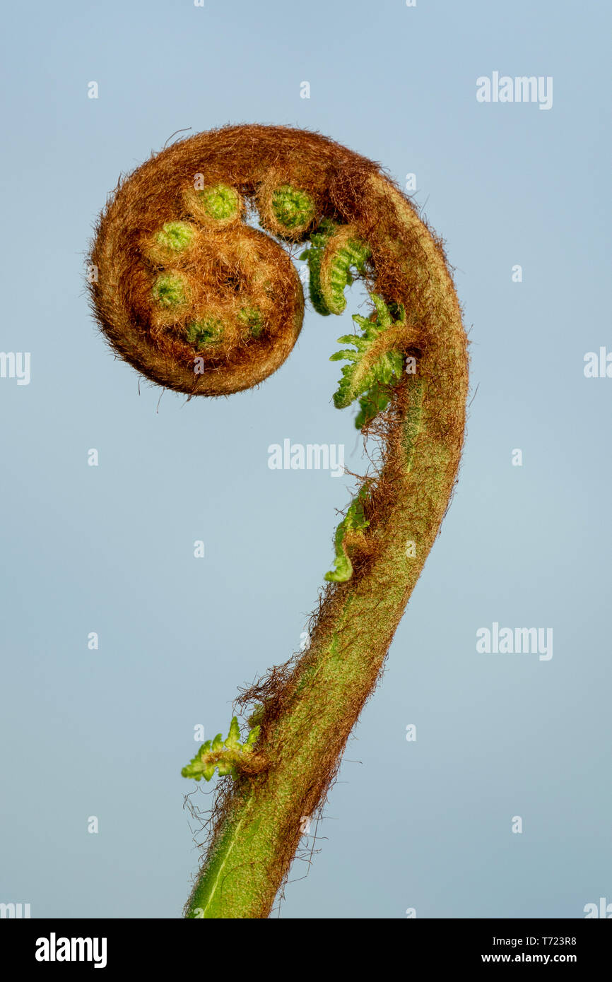 A close up of an unfurling tree fern leaf against a pale soft focus background Stock Photo