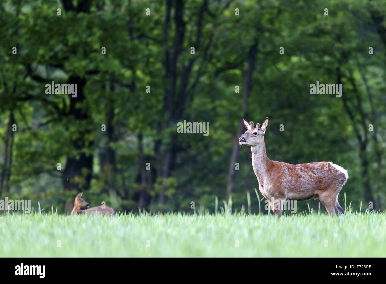 Red stag and Roe Deer Stock Photo