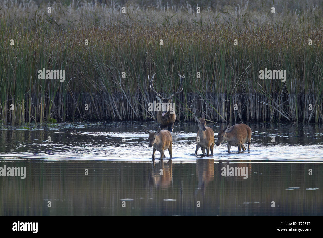 Red Deer male and females cross through a pond Stock Photo