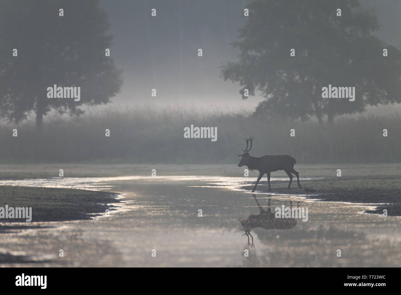 Red stag cross a river Stock Photo