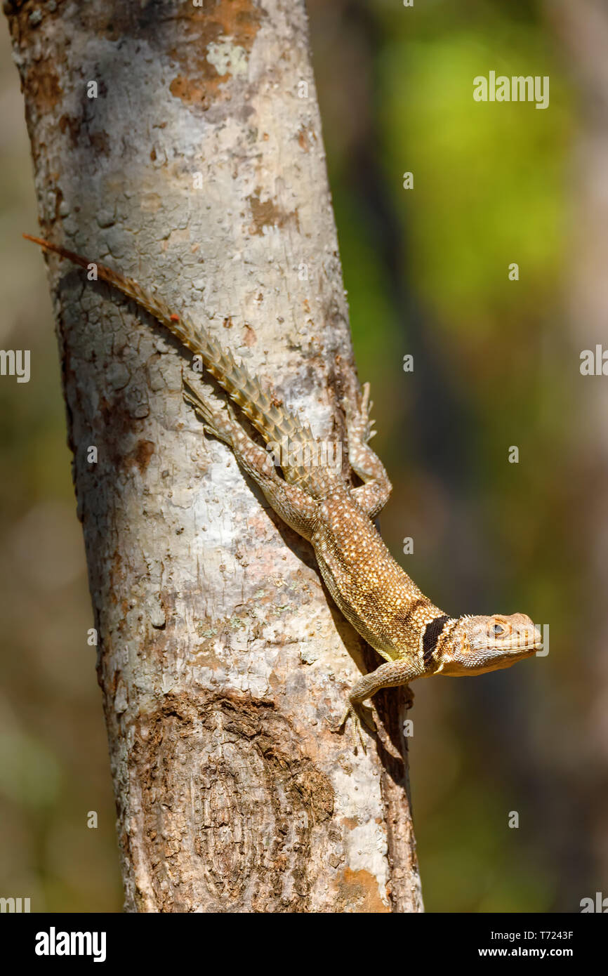Collared tree lizard hires stock photography and images Alamy