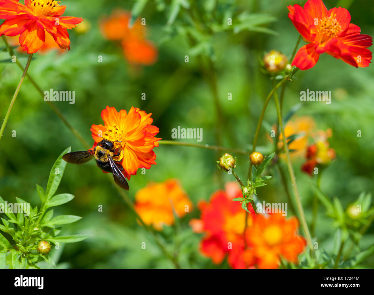 A Japanese Carpenter Bee on an orange cosmos flower in Hama Rikyu Gardens, Tokyo (Alloxylocopa appendiculata circumvolans) Stock Photo