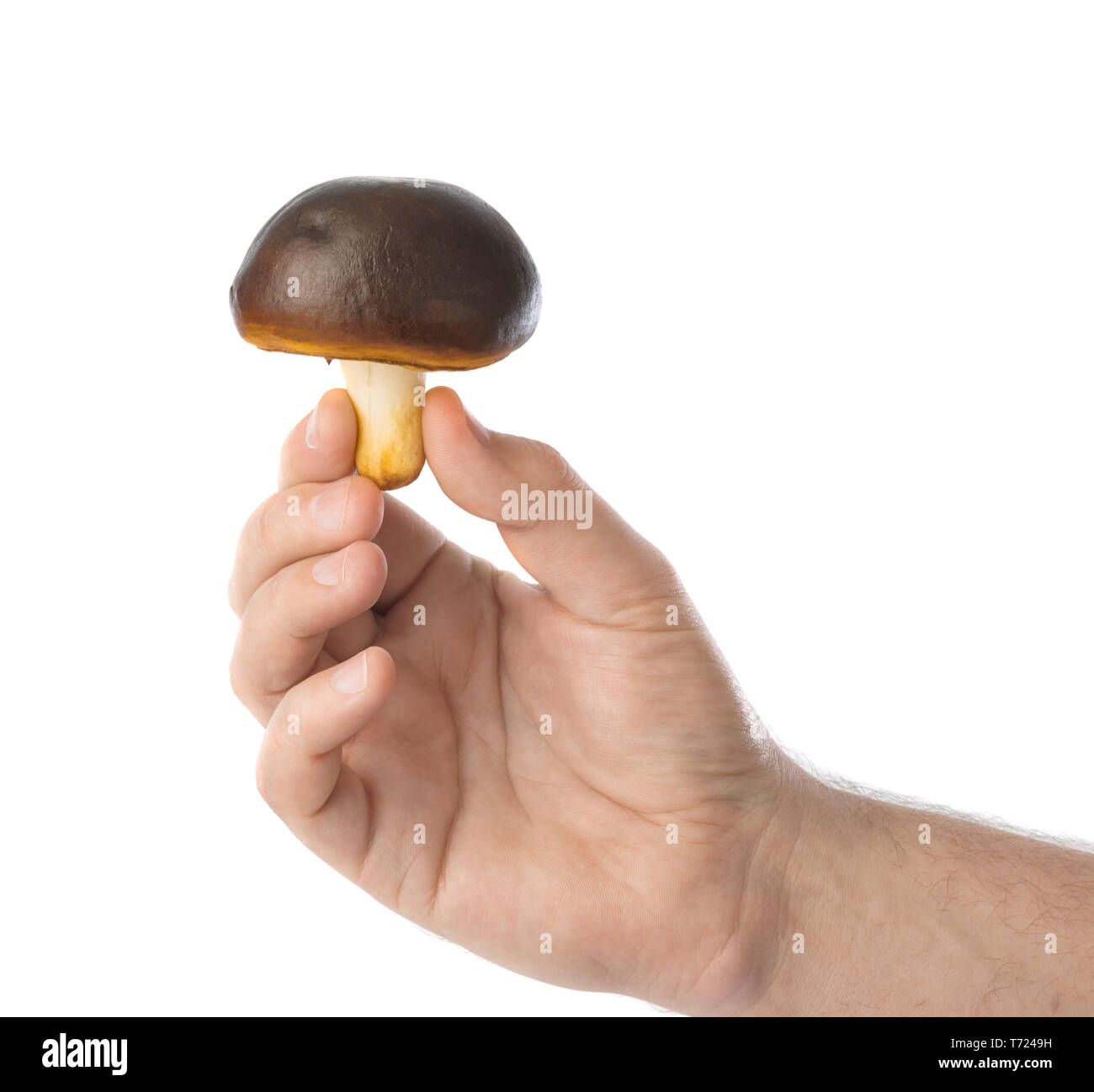 Hand with mushroom Stock Photo