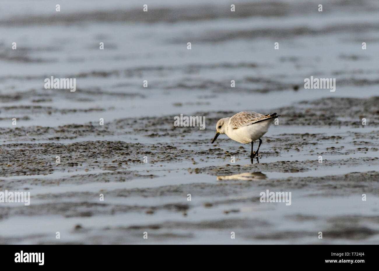 sanderlings winter plumage alone group Stock Photo