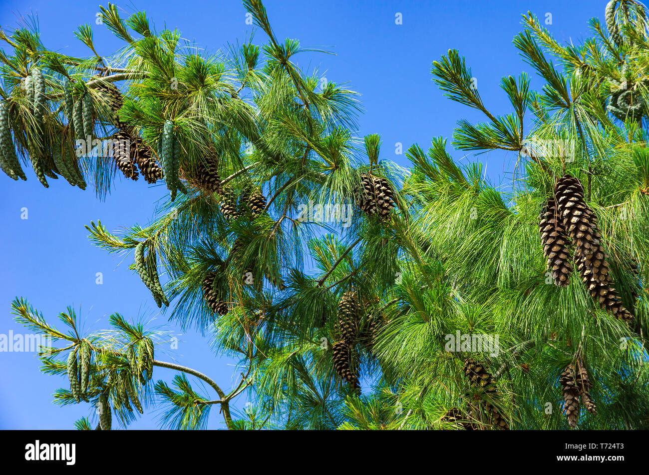 Branches of the Weymouth pine, Pinus strobus, full of ripe cones. Stock Photo
