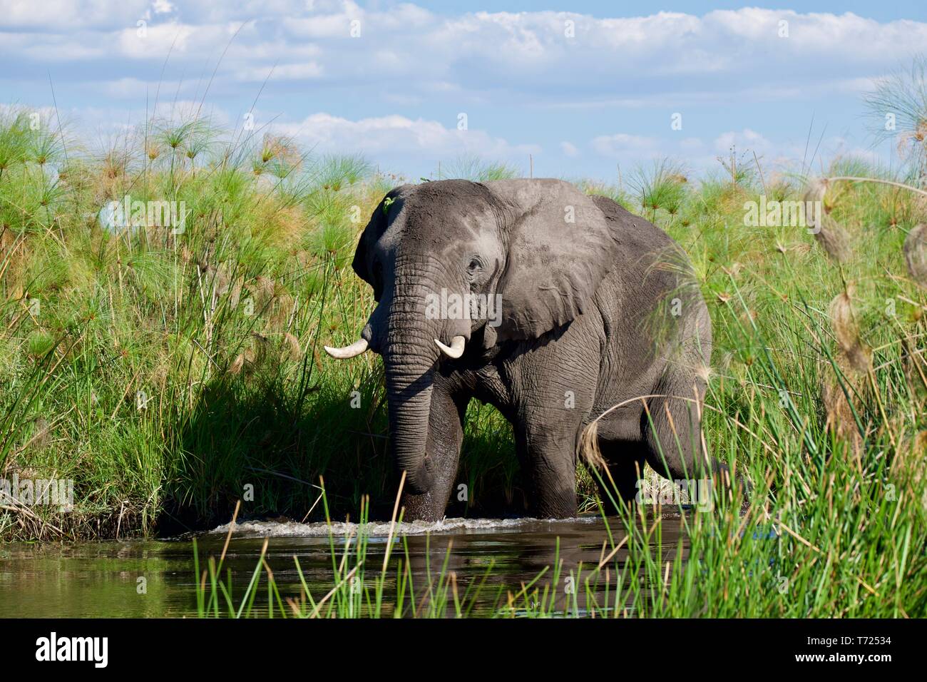 stunning bull elephant in the Okavango Delta Stock Photo