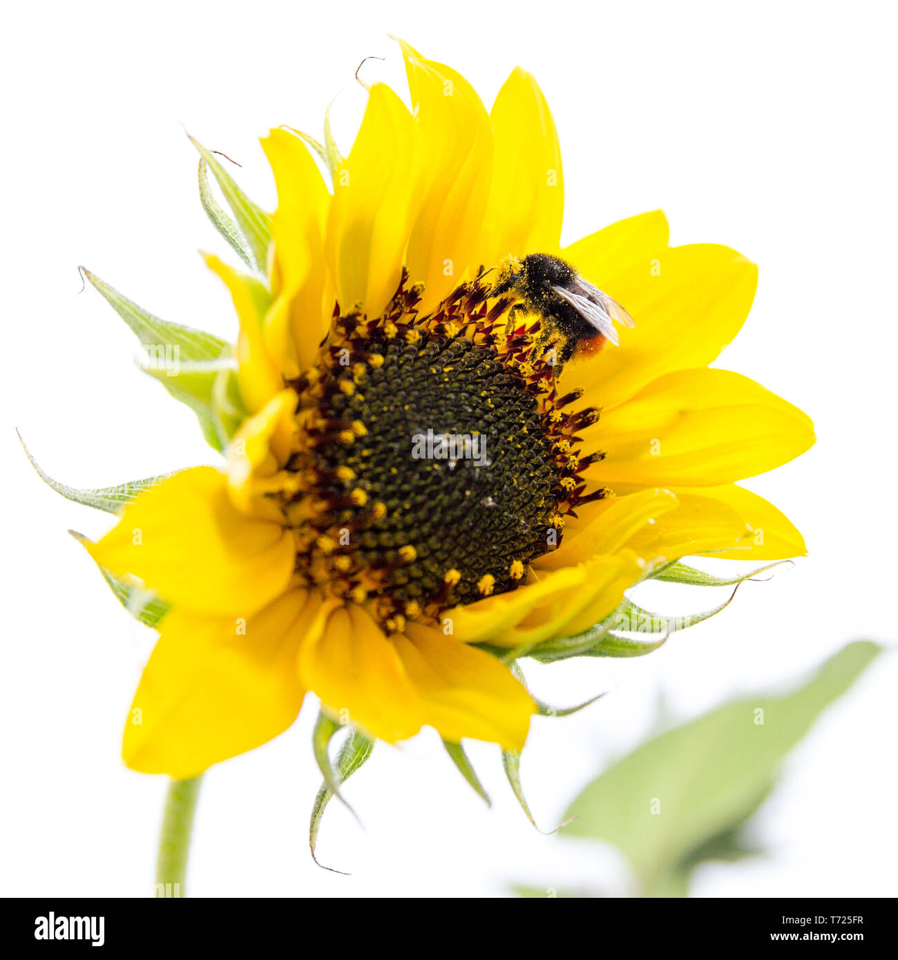Yellow sunflower isolated on a white background Stock Photo - Alamy