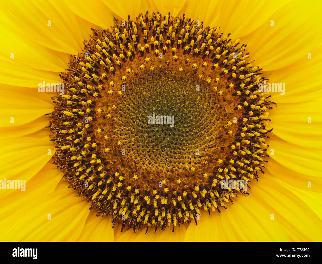 Yellow sunflower isolated on a white background Stock Photo - Alamy