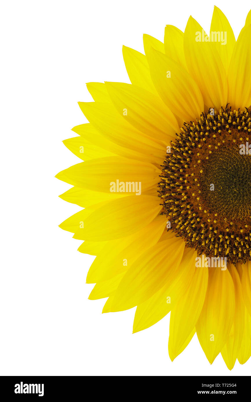 Yellow sunflower isolated on a white background Stock Photo - Alamy