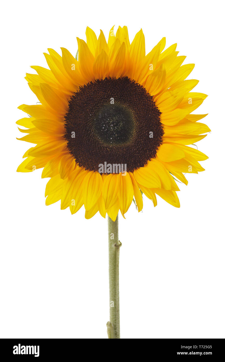 Yellow sunflower isolated on a white background Stock Photo - Alamy