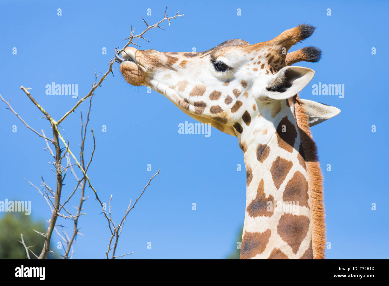 Giraffe Eating Plant High Resolution Stock Photography and Images - Alamy