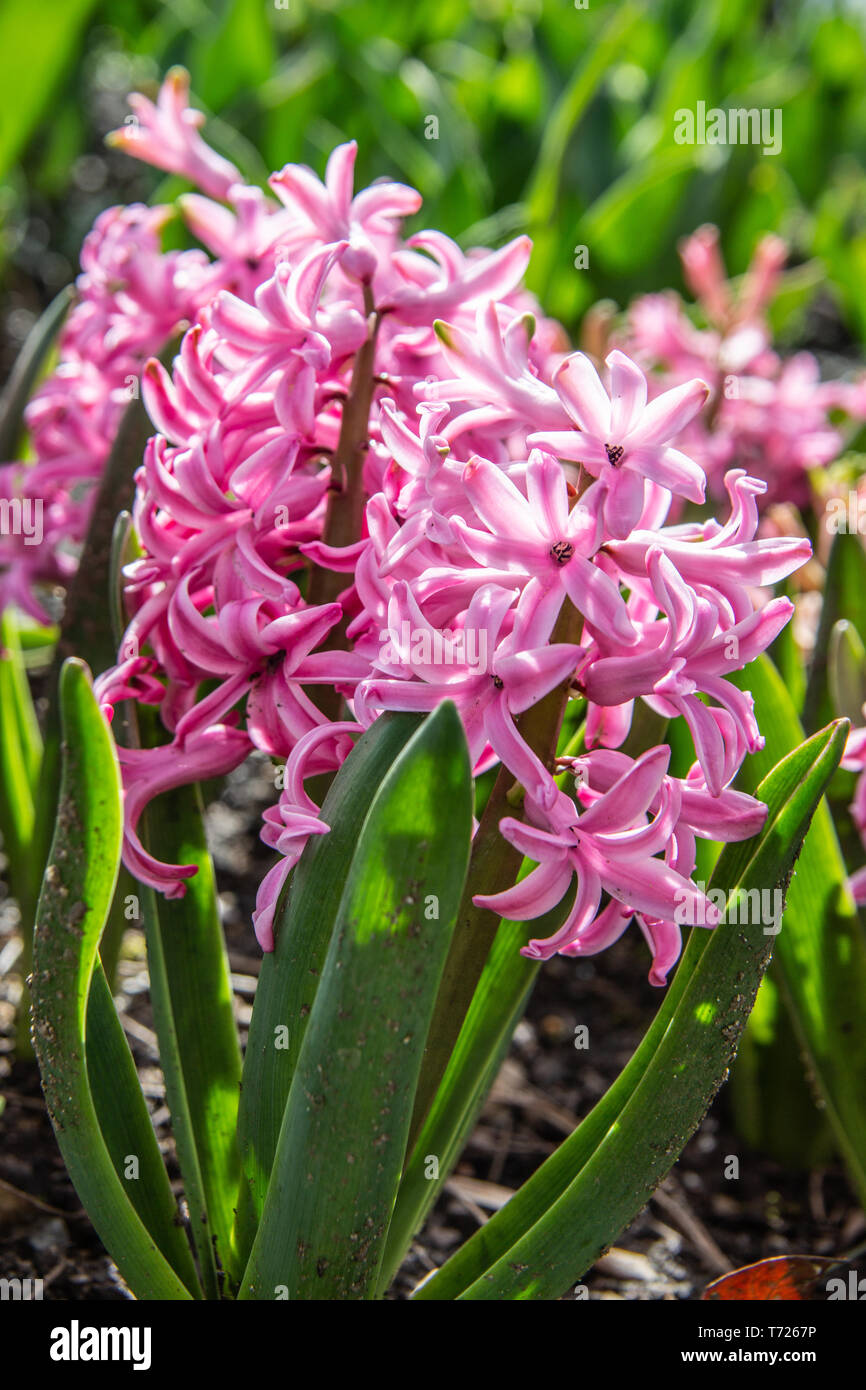 Hyacinths in the flowerbed Stock Photo