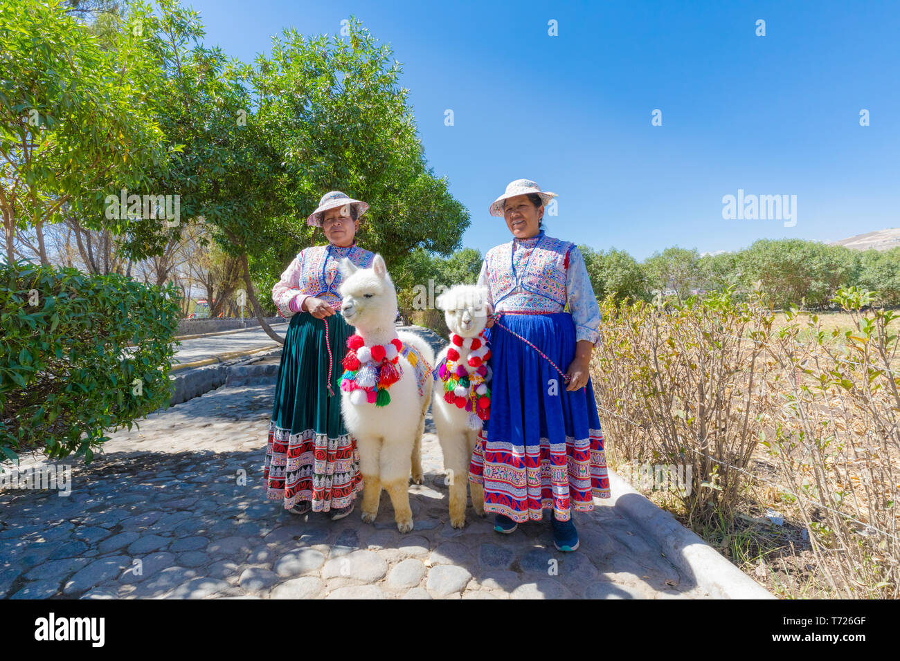 women in traditional clothes and alpaca Huacaya Arequipa Peru Stock Photo