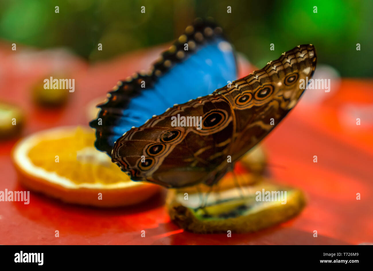 Adult white morpho butterfly hi-res stock photography and images - Alamy