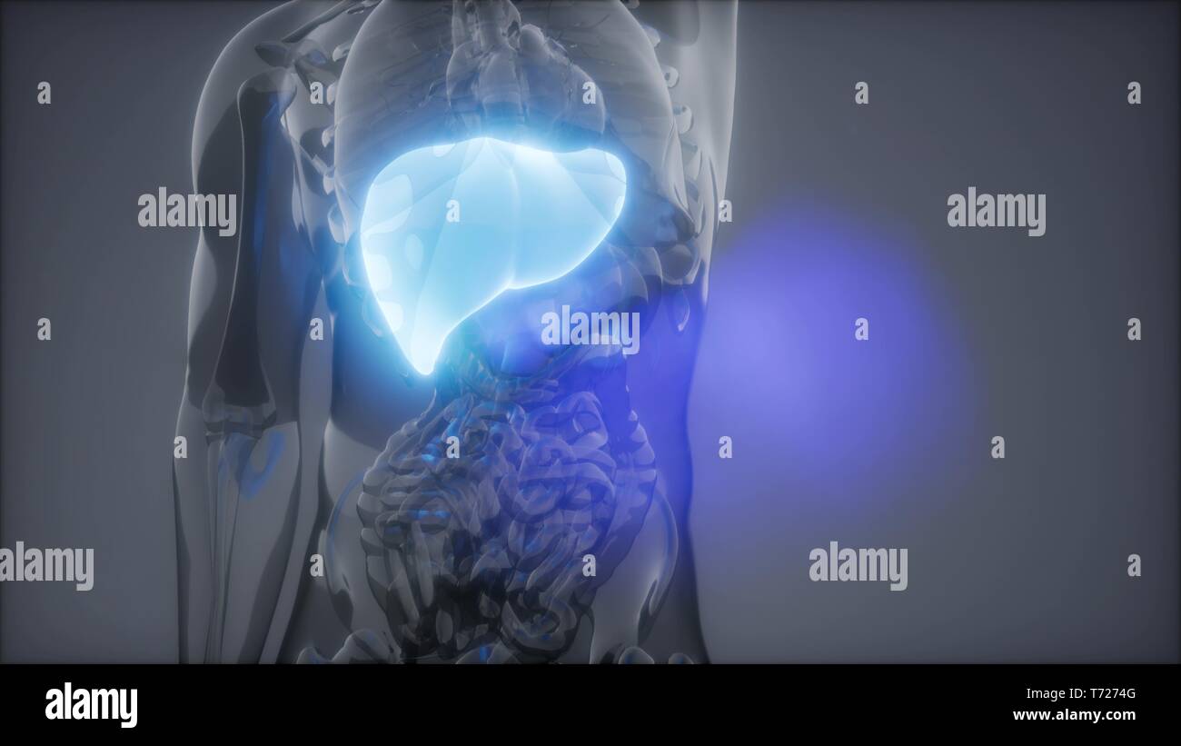 Human liver hi-res stock photography and images - Alamy
