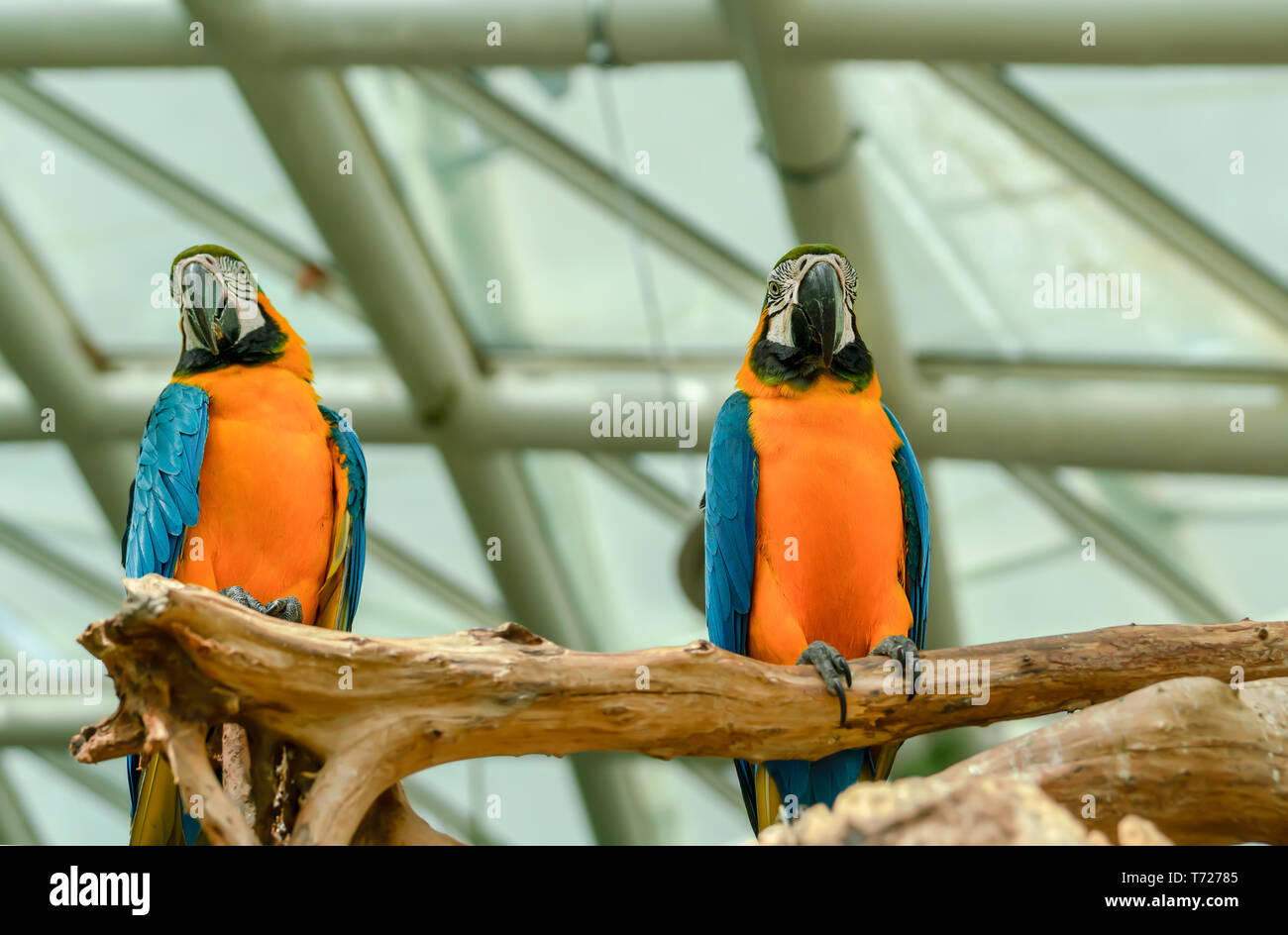 Two beautiful macaw parrots perched on branch. Stock Photo