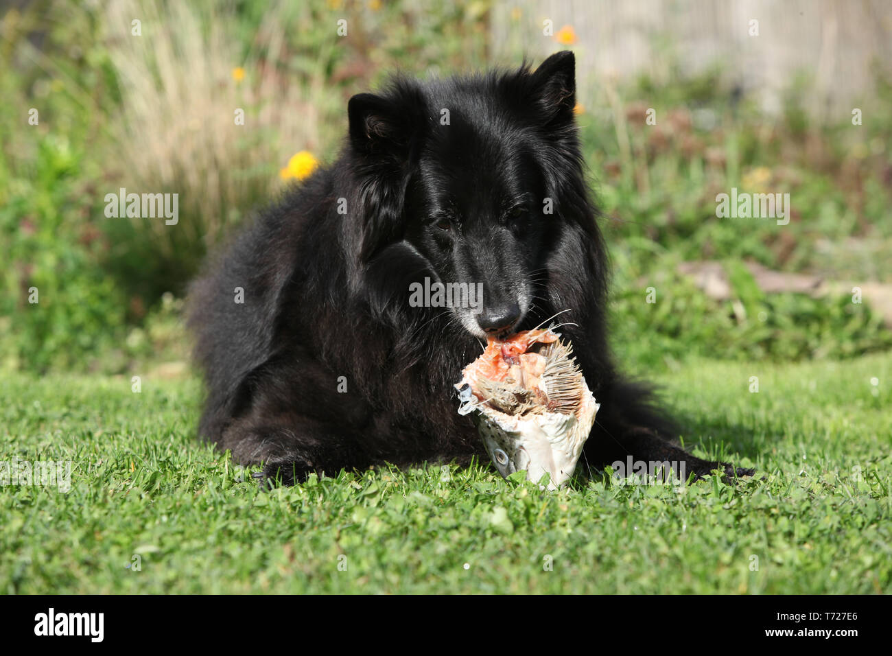 Hungry dog eating fresh fish in the garden Stock Photo Alamy