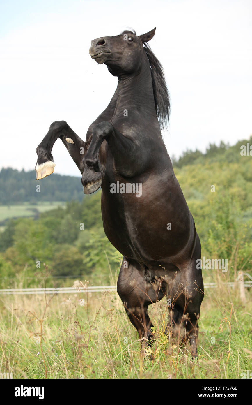 Angry Young Stallion
