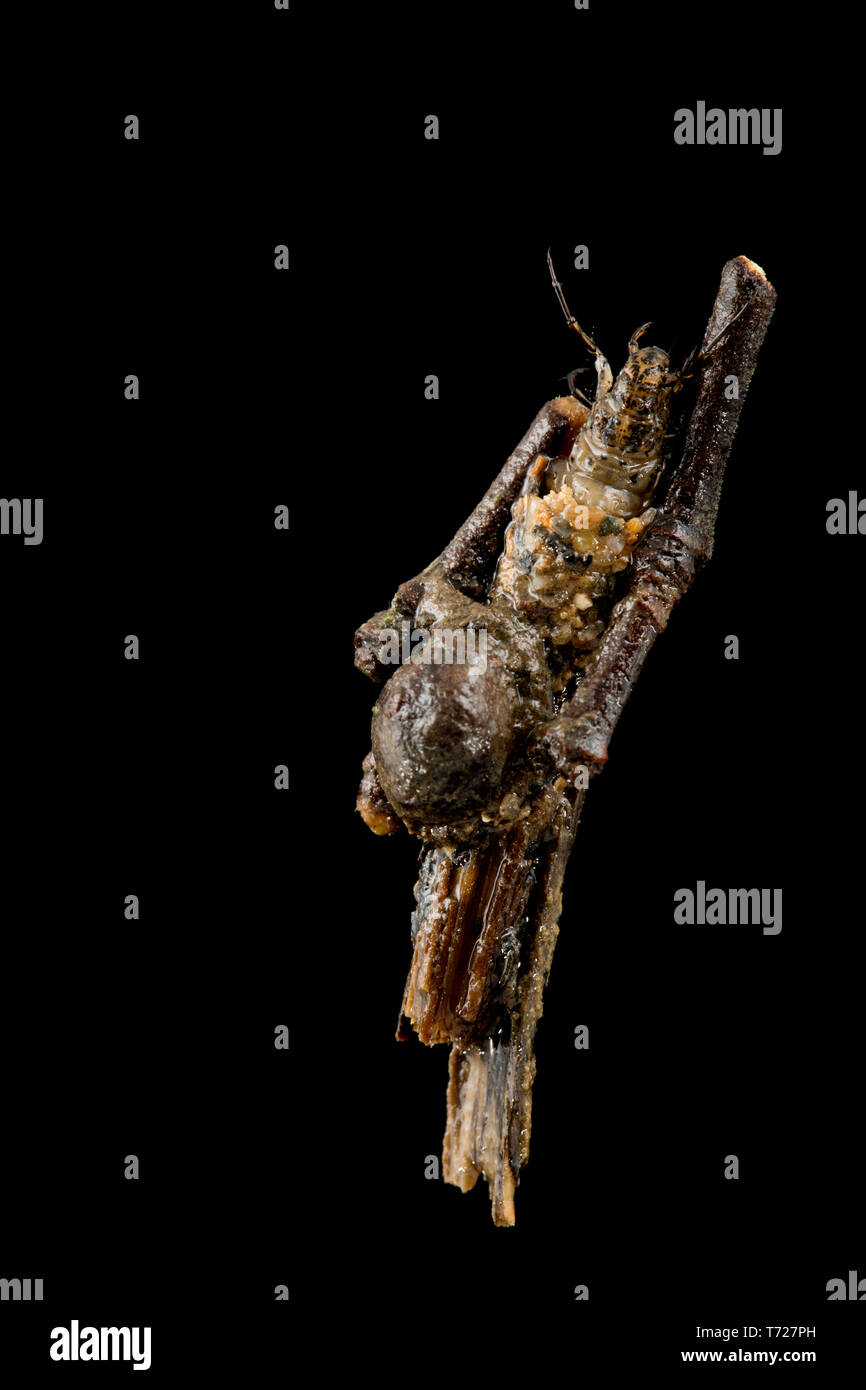 Caddis larva UK Stock Photo Alamy