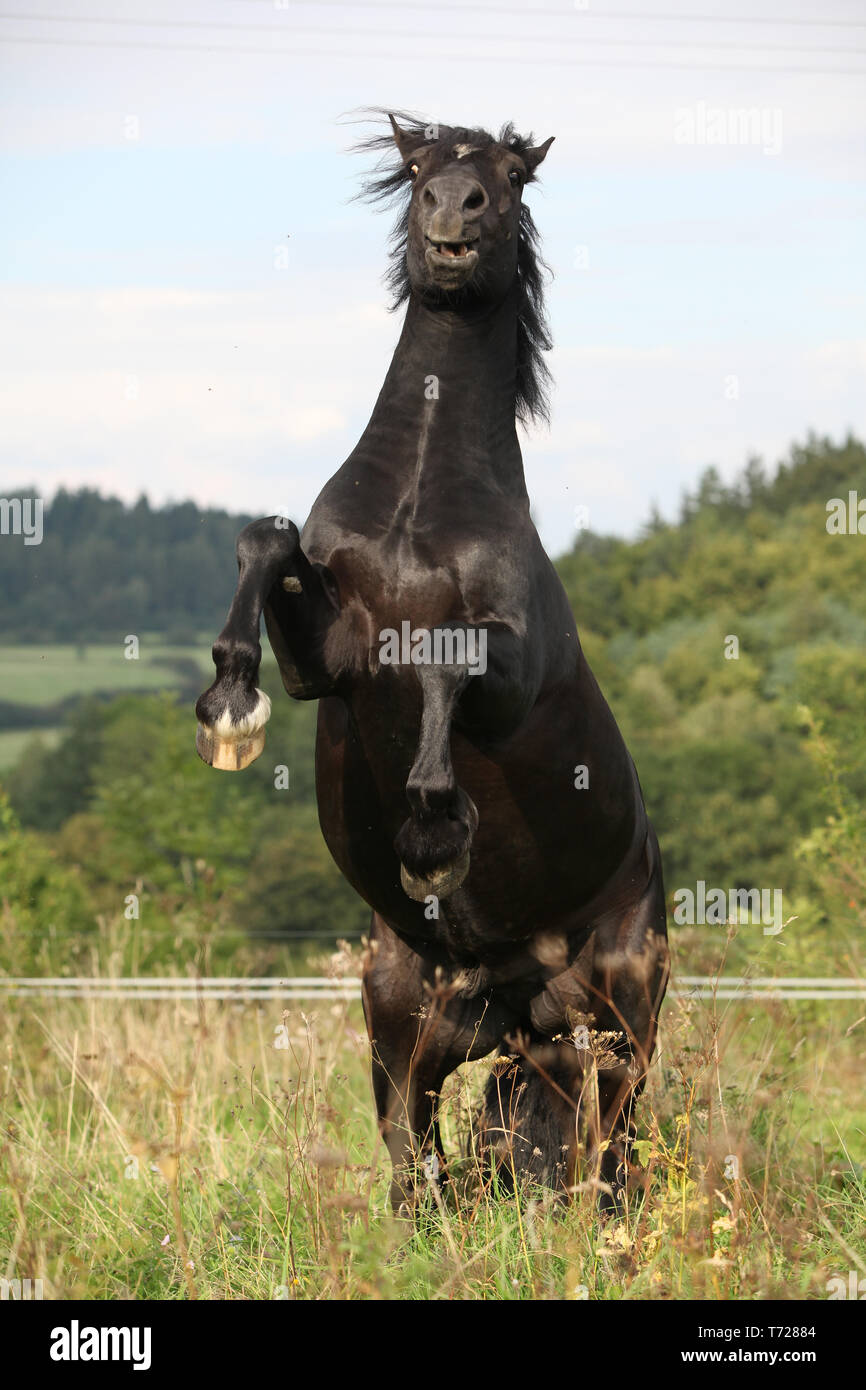 Angry Young Stallion