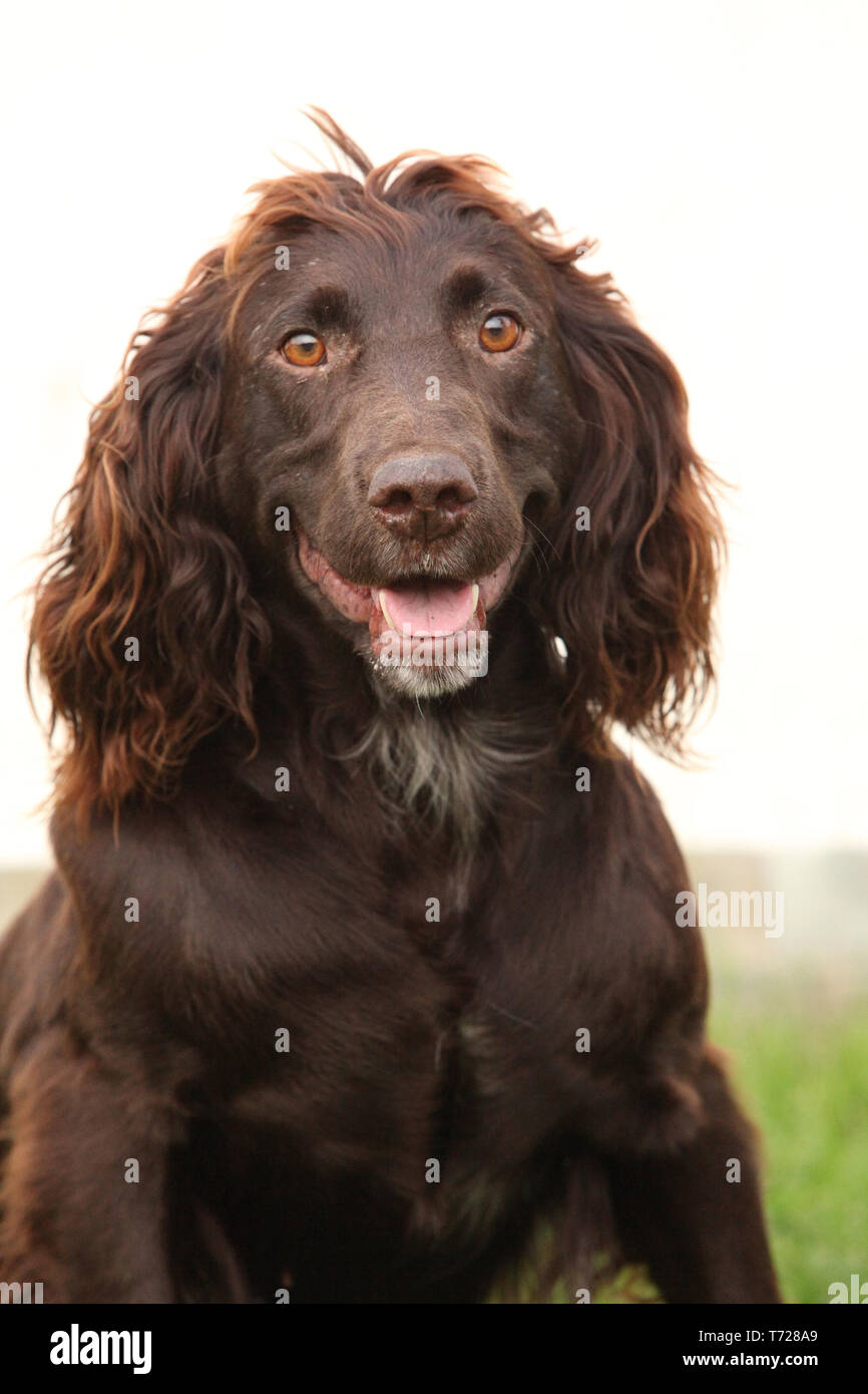 German hotsell quail dog