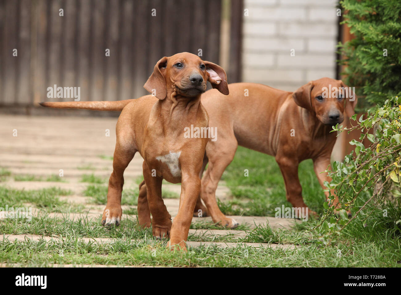 Black T Rhodesian Ridgeback Black rhodesian ridgeback hi-res stock photography and images - Alamy