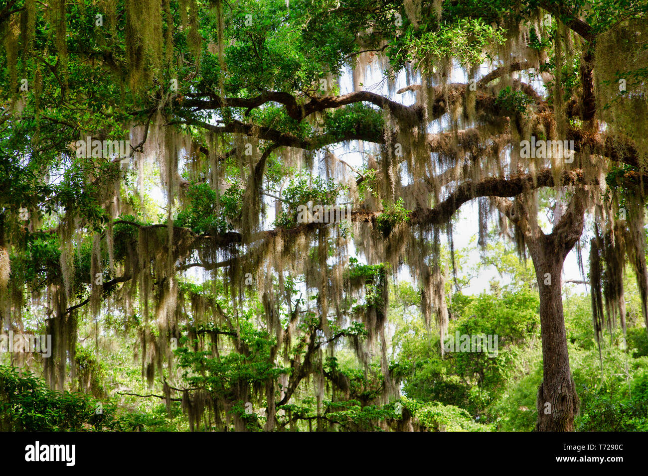 Spanish Moss in the Trees Stock Photo - Alamy