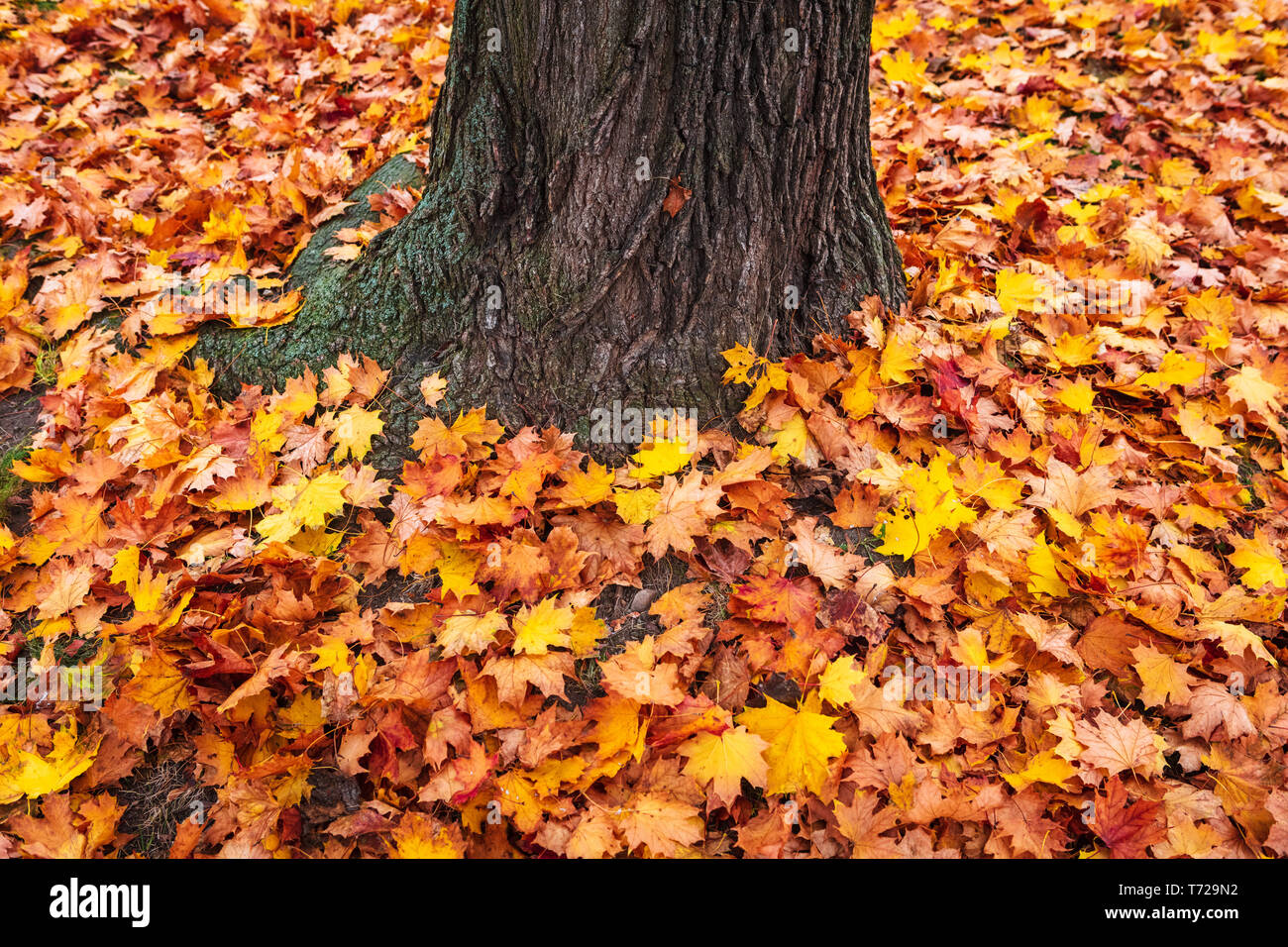 Leaves of trees in autumn hi-res stock photography and images - Alamy