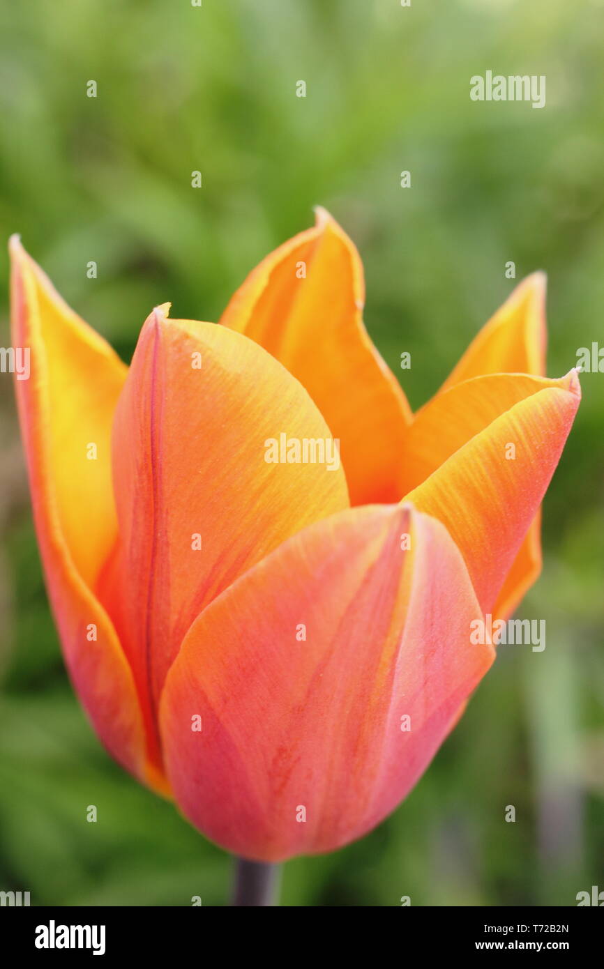 Tulipa 'Princess Irene' tulip. AGM Stock Photo