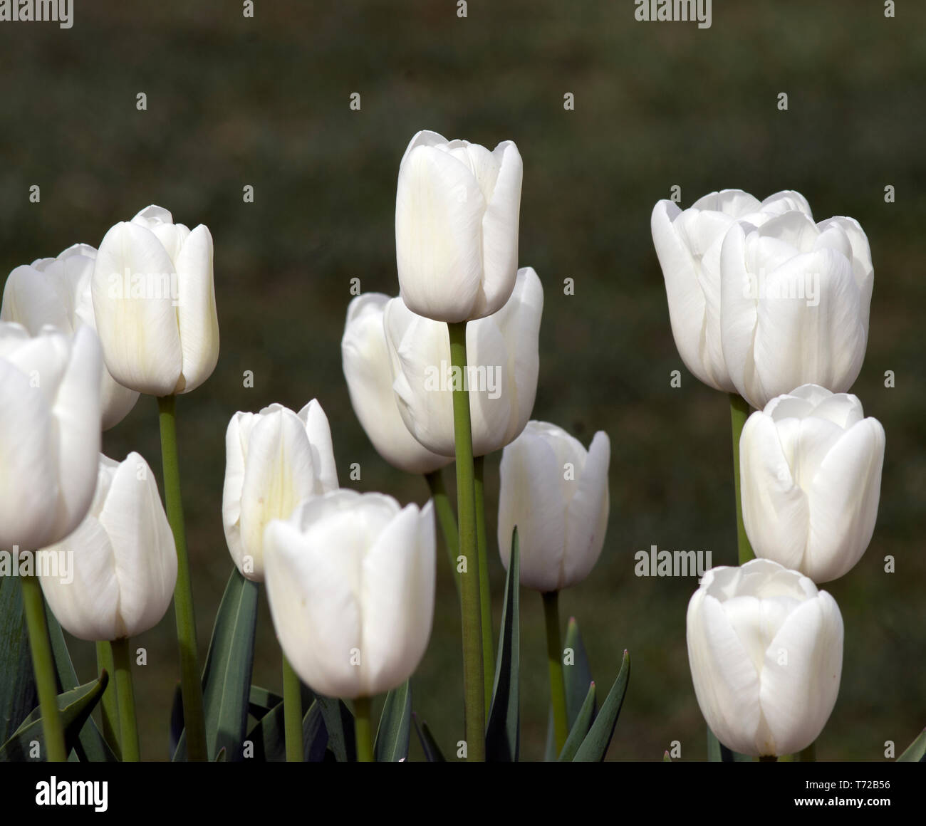 Tulip Pax Stock Photo