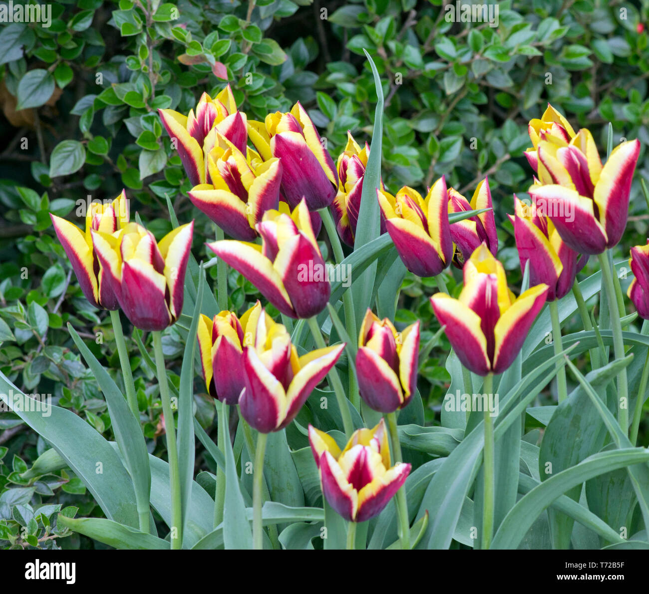 Tulip Gavota Stock Photo