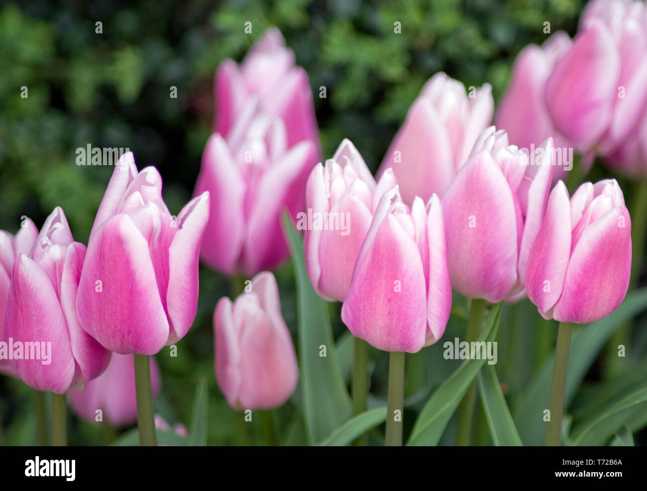Tulip Gabriella Stock Photo