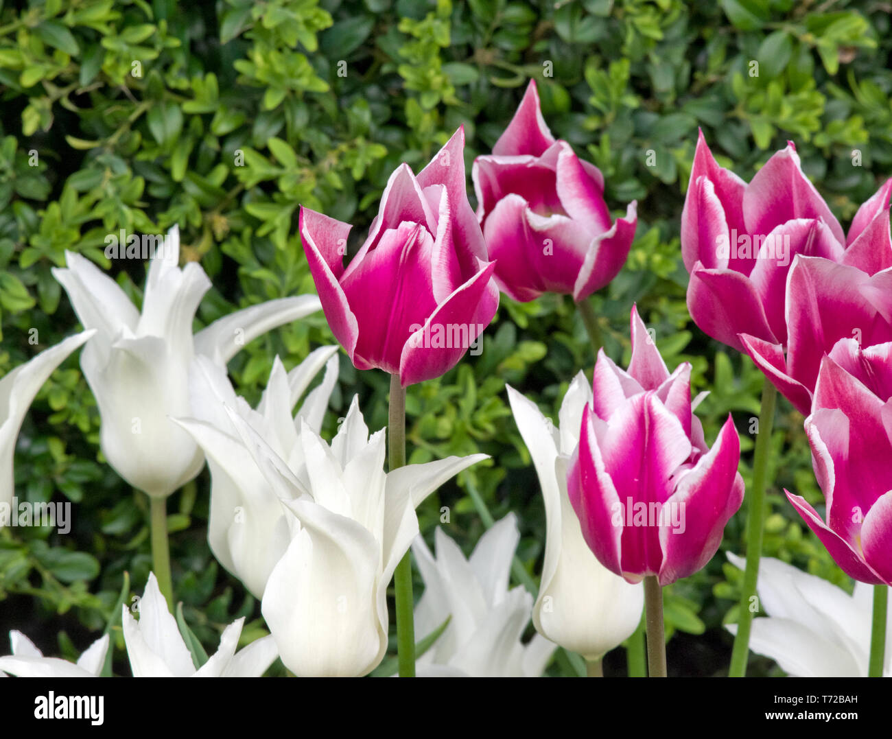 Tulips Tres Chic (white) and Claudia Stock Photo
