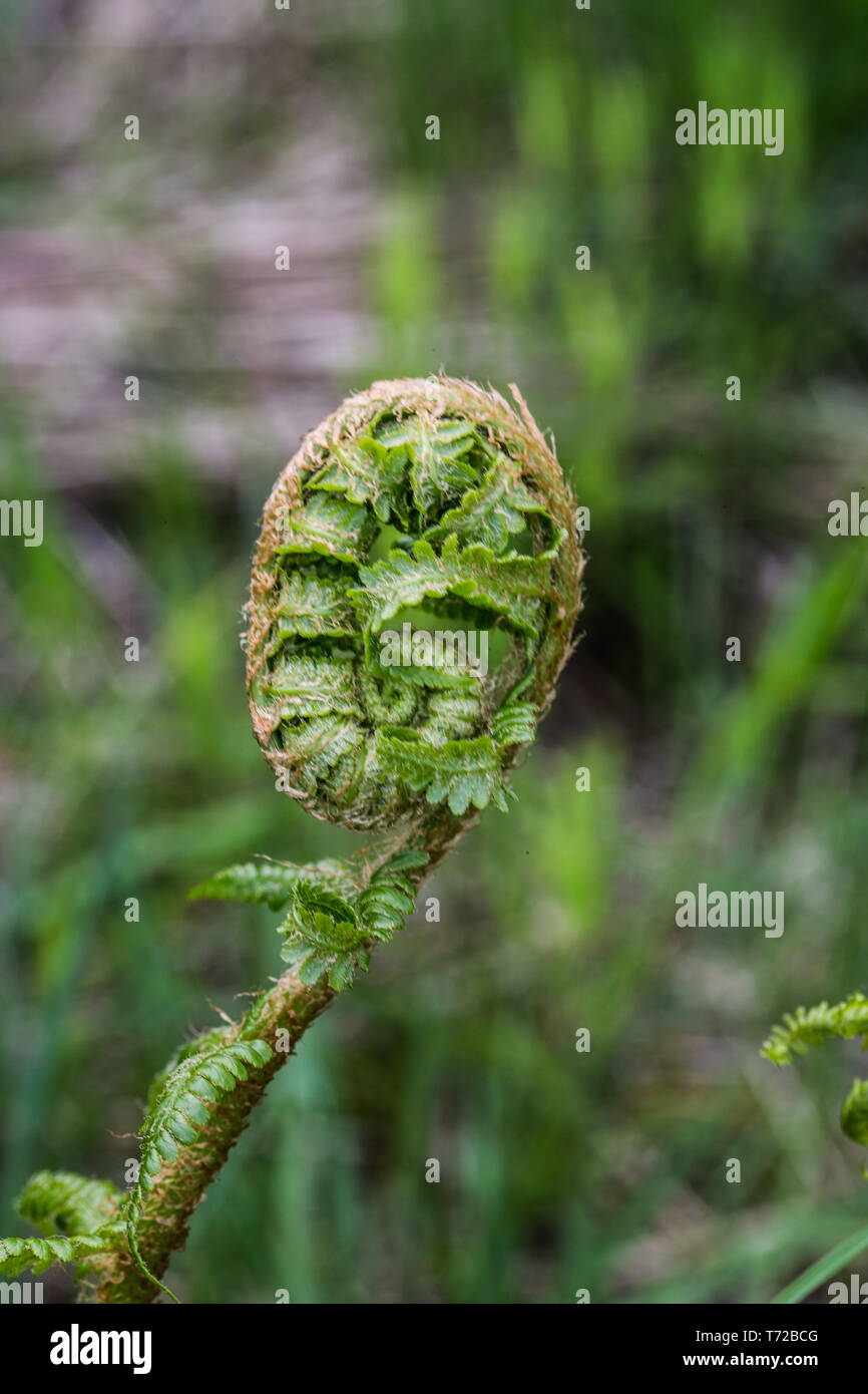rolling up ferns fronds Stock Photo